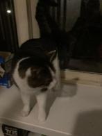 Katten, Dieren en Toebehoren, Kater, Gechipt