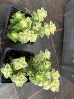 Crassula, Ophalen of Verzenden, Overige soorten, Minder dan 100 cm