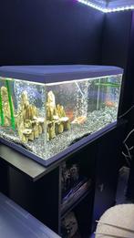 Superfish 60x30x30 + Kast voor 80cm breedte, Ophalen, Zo goed als nieuw, Leeg aquarium