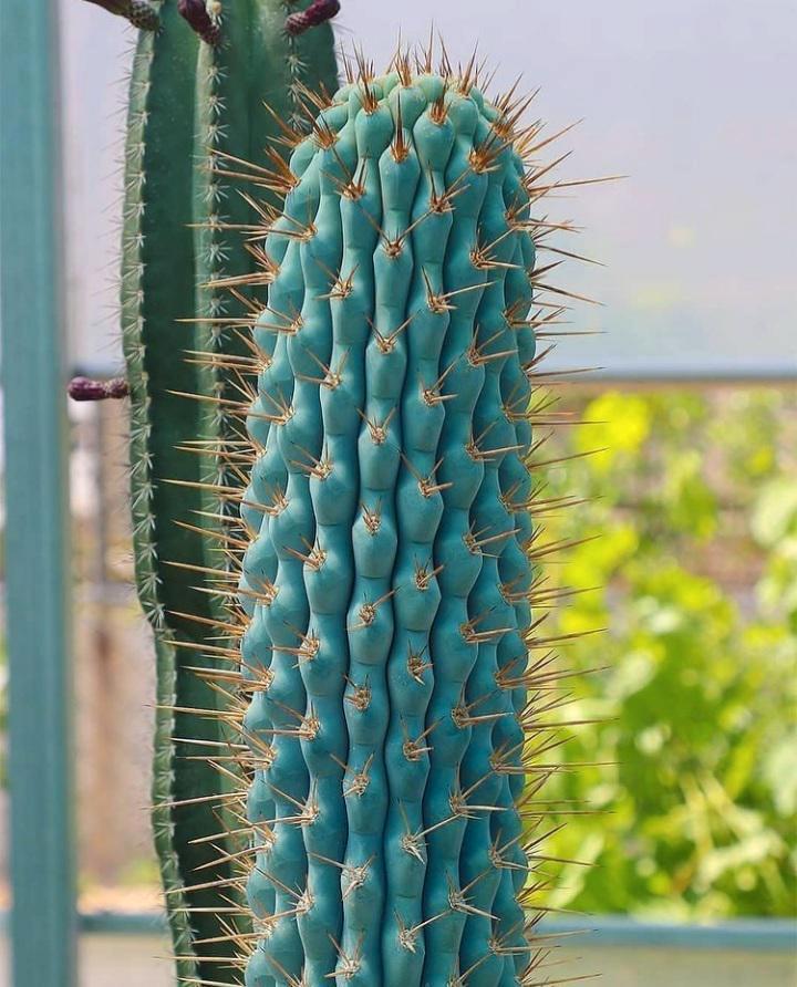 Browningia Hertlingiana Cactus, Huis en Inrichting, Kamerplanten, Cactus, Minder dan 100 cm, Groene kamerplant, Volle zon, Ophalen of Verzenden