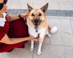 Koiro zoekt zijn familie, Particulier, Reu, Buitenland, Eén hond