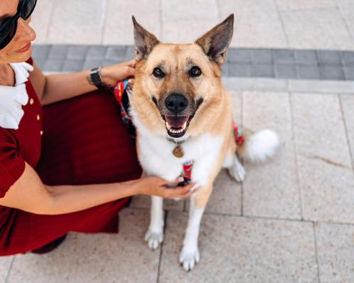 Koiro zoekt zijn familie, Dieren en Toebehoren, Honden | Niet-rashonden, Middel, Reu, Particulier, Eén hond, Buitenland, 3 tot 5 jaar