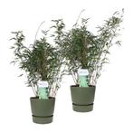 Duo ‘Fargesia Rufa’ (Bamboe) in ELHO outdoor sierpot Greenvi, Tuin en Terras, Planten | Tuinplanten, Halfschaduw, Zomer, Overige soorten