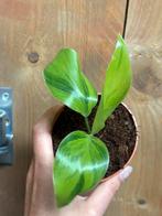 Strelitzia nicolai lemon lime green aurea variegata plant, Huis en Inrichting, Kamerplanten, Ophalen of Verzenden, Overige soorten