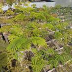 Albizia julibrissin 'rosea', Tuin en Terras, Planten | Bomen, Ophalen of Verzenden