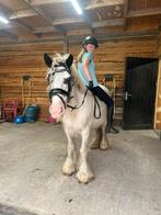 Brave recreatie pony, Merrie, C pony (1.27m tot 1.37m), Recreatiepony, 7 tot 10 jaar