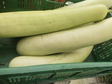 Surinaamse Lauki te koop 2 tot 3,5 kg per stuk. 7,00 euro . beschikbaar voor biedingen