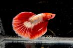 Betta Halfmoon Fccp, Vis