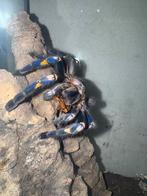 Poecilotheria metallica | 2x vrouw beschikbaar, Dieren en Toebehoren