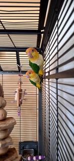 Roestkop caique, Dieren en Toebehoren, Vrouwelijk, Papegaai, Geringd