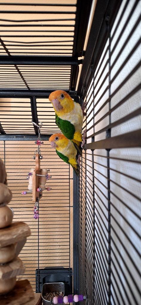 Roestkop caique, Dieren en Toebehoren, Vogels | Parkieten en Papegaaien, Papegaai, Vrouwelijk, Geringd