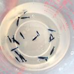 Blauwe | Blue Dream Neocaridina garnalen AANBIEDING, Dieren en Toebehoren, Vissen | Aquariumvissen, Kreeft, Krab of Garnaal, Zoetwatervis