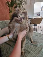 Pomeriaan x keeshond, 15 weken tot 1 jaar, Eén hond, Nederland, Particulier