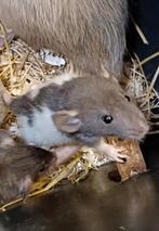 Hele mooie raszuivere Rex rittens te koop!, Dieren en Toebehoren, Juli, Meerdere dieren, Rat