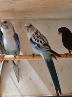 Rosella Blauw / albino 2025 (links op foto), Dieren en Toebehoren, Mannelijk, Parkiet, Geringd
