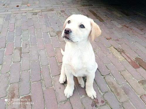 Ik zoek een lief baasje, Dieren en Toebehoren, Honden | Retrievers, Spaniëls en Waterhonden, Teef, Labrador retriever, Fokker | Hobbymatig