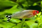 Hemigrammus Rhodostomus | Roodneuszalm, Vis