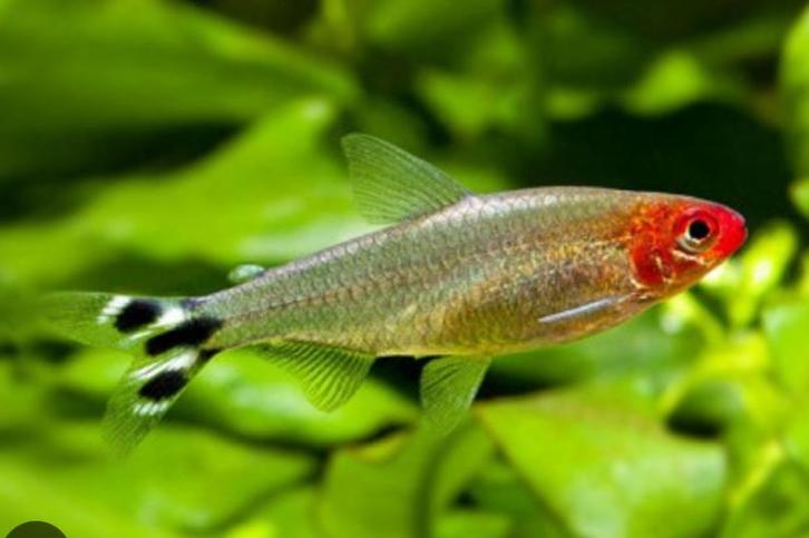 Hemigrammus Rhodostomus | Roodneuszalm, Dieren en Toebehoren, Vissen | Aquariumvissen, Vis