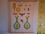 Vintage oude schoolplaat pollination and fertilization 1971, Ophalen of Verzenden, Aardrijkskunde