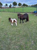 MINI PONY MET HENGST VEULEN EN MINI PONY ZIE TEKST NIEUW, Dieren en Toebehoren, Pony's, Merrie, A pony (tot 1.17m), Gechipt, 0 tot 2 jaar