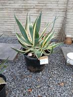Americana agave, Ophalen, Bloeit niet, Overige soorten, Volle zon