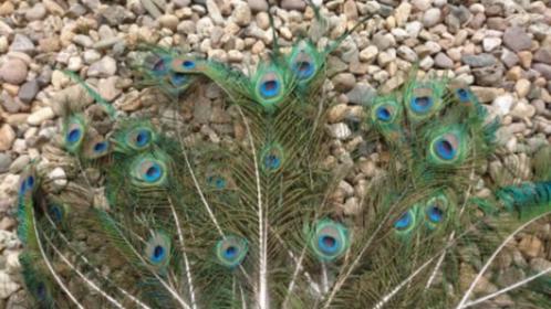 Natuurlijke Originele Pauwenveren Pauwenogen / prijs p. stuk, Huis en Inrichting, Woonaccessoires | Droogbloemen, Nieuw, Ophalen of Verzenden