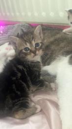Lieve mooie kittens
