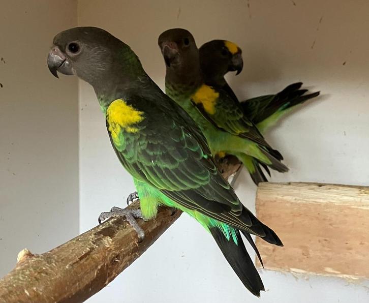 3-0 Poicephalus Meyeri Saturatus 2025, Dieren en Toebehoren, Vogels | Parkieten en Papegaaien, Papegaai, Mannelijk, Geringd