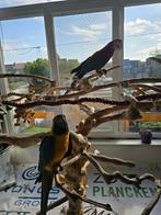 Bluethroated macaw and greenwing for sale, Dieren en Toebehoren, Vogels | Parkieten en Papegaaien, Mannelijk, Parkiet, Pratend