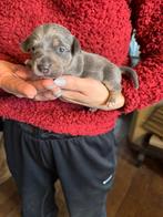 Jack Russel Pup, Dieren en Toebehoren, Honden | Jack Russells en Terriërs, Parvo, Jack Russell Terriër, Reu, 8 tot 15 weken