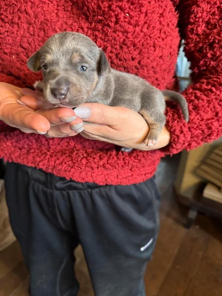 Jack Russel Pup, Dieren en Toebehoren, Honden | Jack Russells en Terriërs, Reu, Jack Russell Terriër, Particulier, Eén hond, Nederland