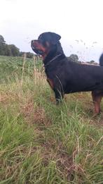 Staat ter dekking. Rottweiler, Dieren en Toebehoren, Reu, Eén hond, 3 tot 5 jaar, Nederland
