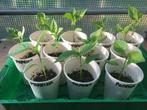 Paprika's moestuin planten - per stuk, Ophalen, Volle zon, Groenteplanten, Eenjarig