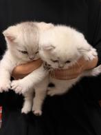 Superschattige Britsekorthaar kittens, Dieren en Toebehoren, Katten en Kittens | Raskatten | Korthaar, Meerdere dieren