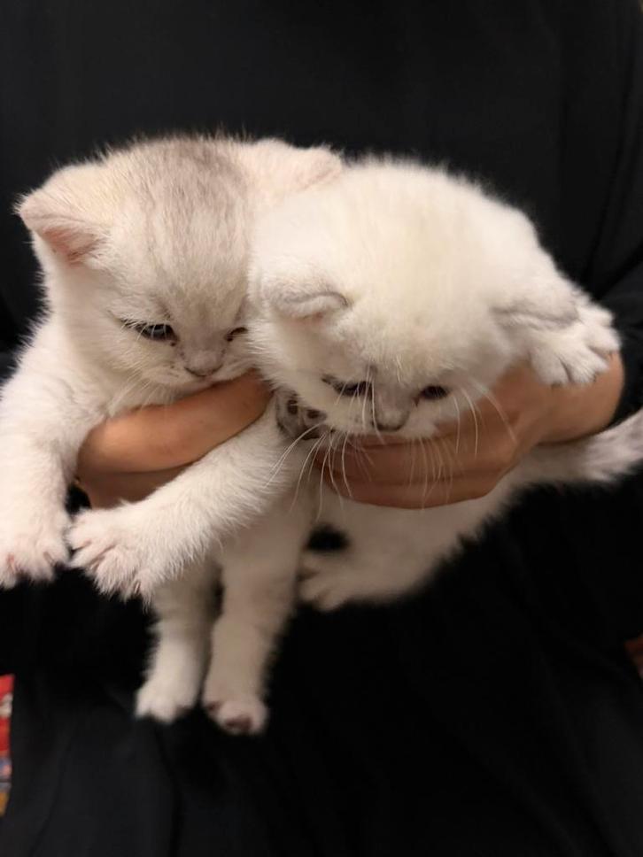 Superschattige Britsekorthaar kittens, Dieren en Toebehoren, Katten en Kittens | Raskatten | Korthaar, Meerdere dieren