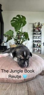Siberische husky pups met FCI stamboom, Dieren en Toebehoren, Nederland, Reu, CDV (hondenziekte), 8 tot 15 weken