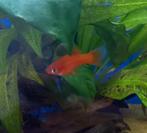 Jonge zwaarddrager man, Dieren en Toebehoren, Vis