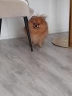 Pomerian, Dieren en Toebehoren, Particulier, Reu, Buitenland, Eén hond