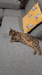 Bengaal poes, Dieren en Toebehoren, Katten en Kittens | Raskatten | Korthaar, Poes, Gechipt, 3 tot 5 jaar