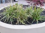 Zegge/ Carex planten 4 x in pot (Morrowii 'ice Dance'), Tuin en Terras, Ophalen, Zomer, Vaste plant, Siergrassen