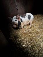 Kune kune varken alwin, Dieren en Toebehoren, Mannelijk, Varken, 0 tot 2 jaar