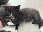 Te koop leuke kittens (alleen zwart wit) gewend aan kinderen, Dieren en Toebehoren, Meerdere dieren