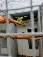 Wit voorhoofd amazone, Dieren en Toebehoren, Mannelijk, Papegaai