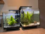 Complete aquariumset – Superfish Qubic 60L + 40L, Dieren en Toebehoren, Vissen | Aquaria en Toebehoren, Ophalen of Verzenden, Gevuld zoetwateraquarium
