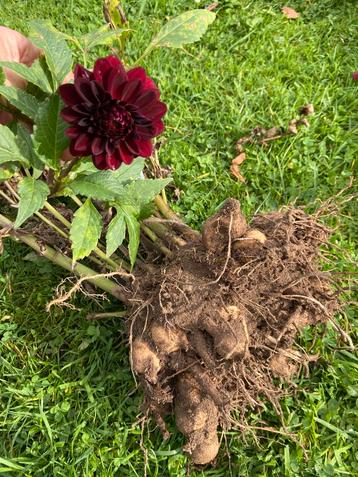 Dahlia "Arabian Night" heel donkerrode bloemen grote knol beschikbaar voor biedingen