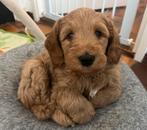 Medium Australian labradoodles ALF2 nestaankondiging, Overige rassen, CDV (hondenziekte), 8 tot 15 weken, Meerdere
