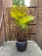 Trachycarpus Fortunei palmboom 1,78m hoog in pot, Tuin en Terras, Planten | Bomen, 100 tot 250 cm, Palmboom, Ophalen, Volle zon