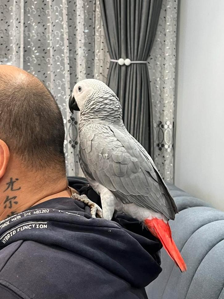 roodstaart grijze papegaai, Dieren en Toebehoren, Vogels | Parkieten en Papegaaien, Papegaai, Mannelijk, Tam