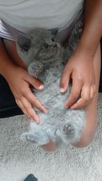Britse korthaar kittens, Meerdere dieren, Ontwormd, 0 tot 2 jaar