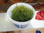 Guppygras en waterpest, Dieren en Toebehoren, Vissen | Aquaria en Toebehoren, Ophalen, Nieuw, Plant(en), Steen of Hout
